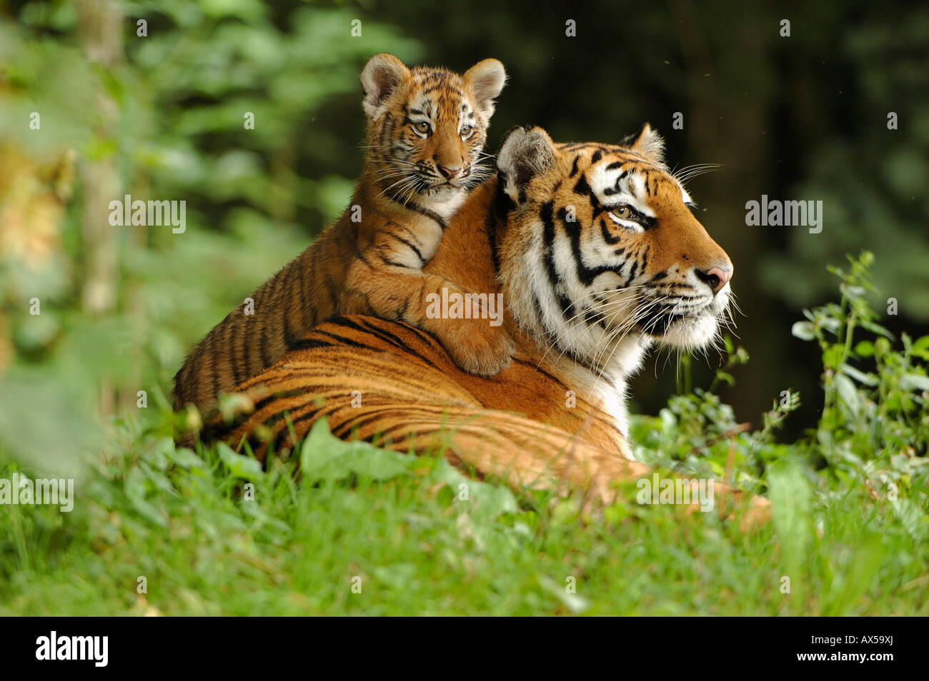 Tigre Siberiana (Panthera tigris altaica) con cub Foto Stock
