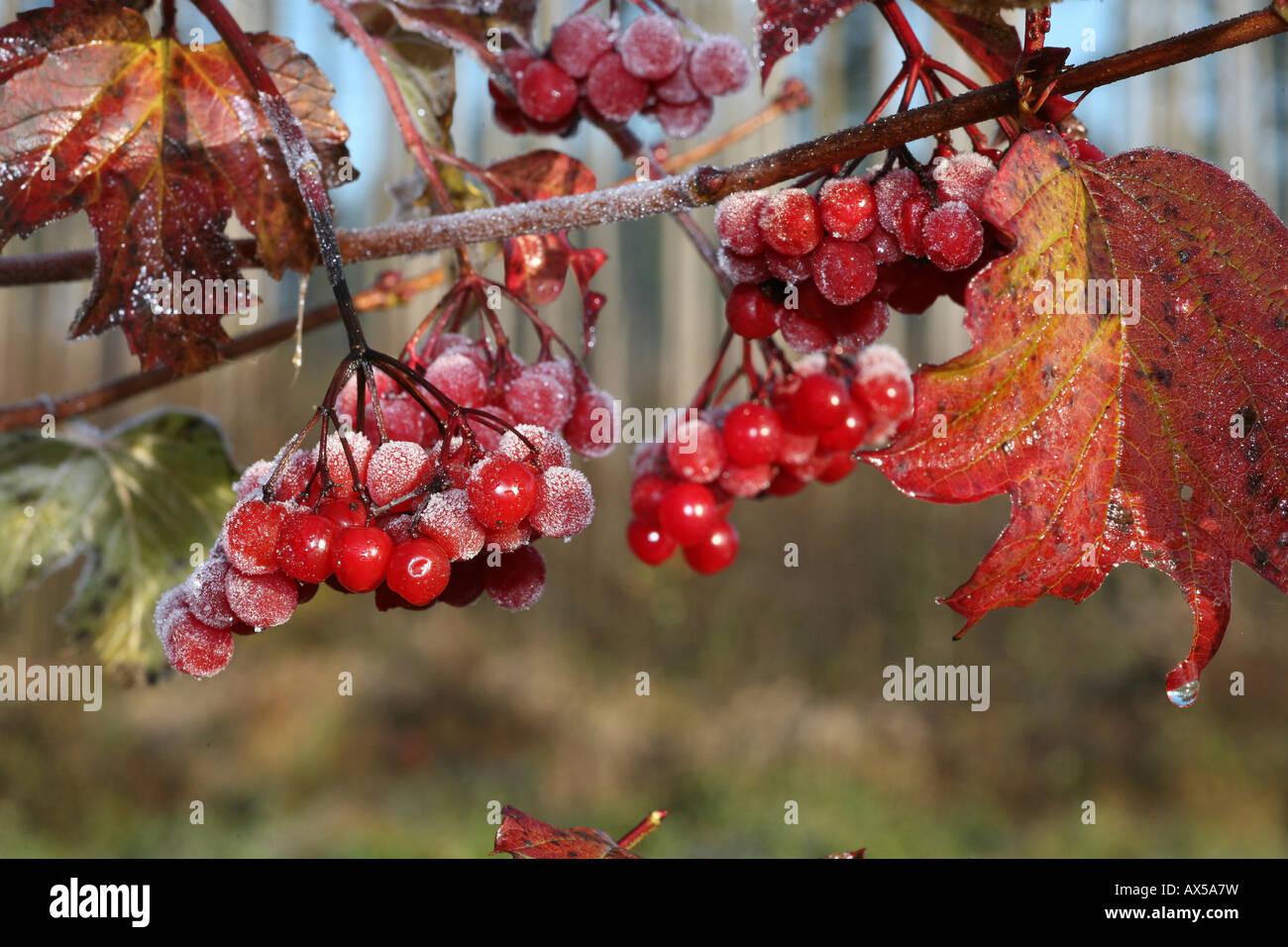 Viburno-rose (Viburnum opulus) con brina, Allgaeu, Germania Foto Stock