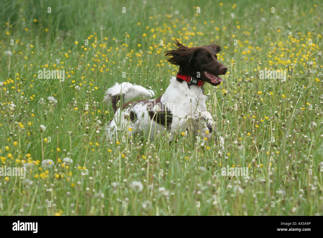 Piccolo Munsterlander, cane da caccia, saltare in un prato Foto Stock
