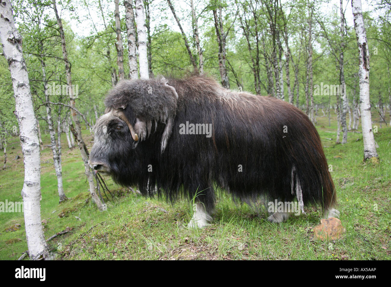 Musk Ox (Ovibos moschatus) nella foresta di betulla, Norvegia Foto Stock