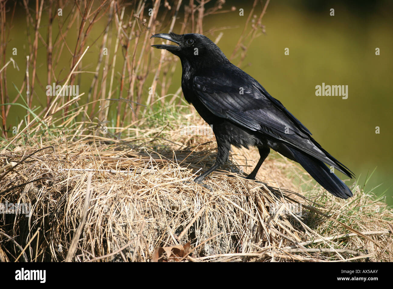 Carrion Crow (Corvus corone corone) saccheggi duck's Nest Foto Stock