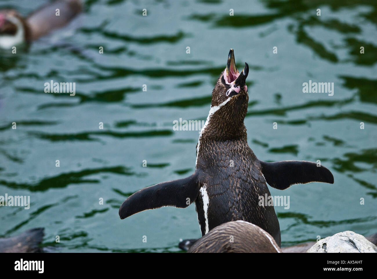 Jackass Penguin urla, Speniscus demersus Foto Stock
