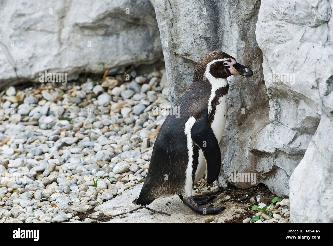 I pinguini Jackass davanti la Grotta di nesting, Speniscus demersus Foto Stock