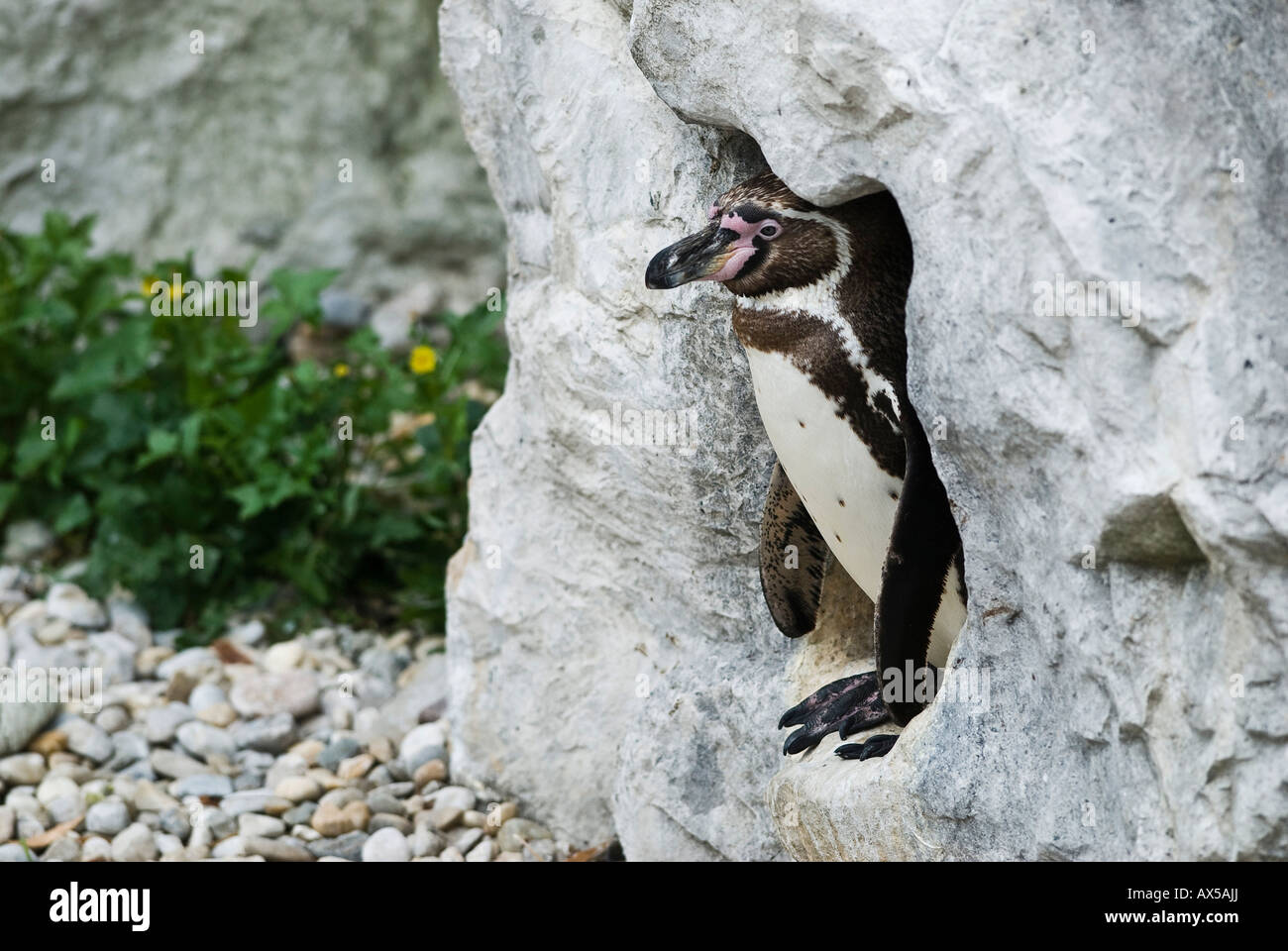 I pinguini Jackass nella grotta di nesting, Speniscus demersus Foto Stock