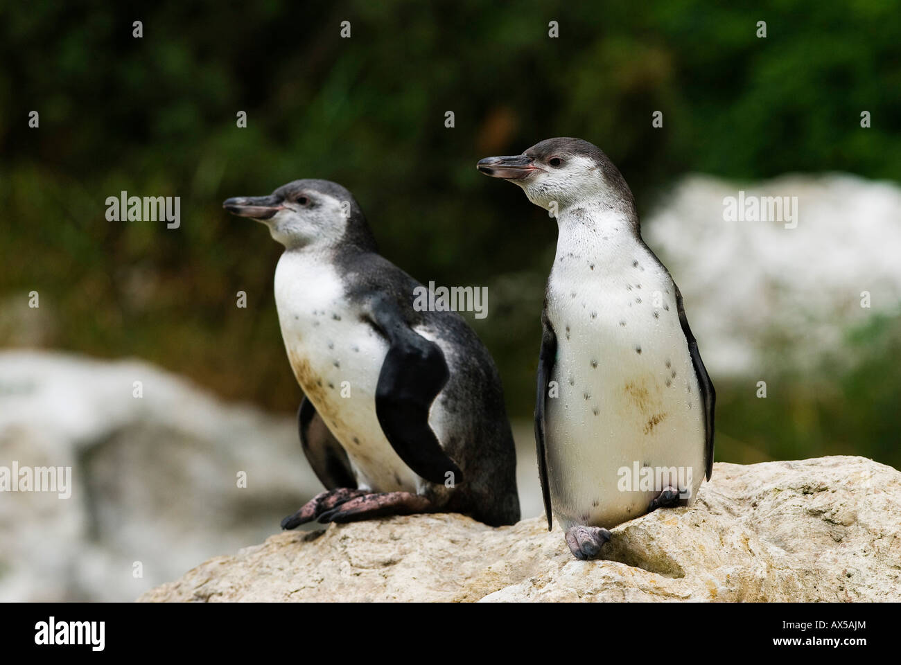 I pinguini Jackass, Speniscus demersus Foto Stock