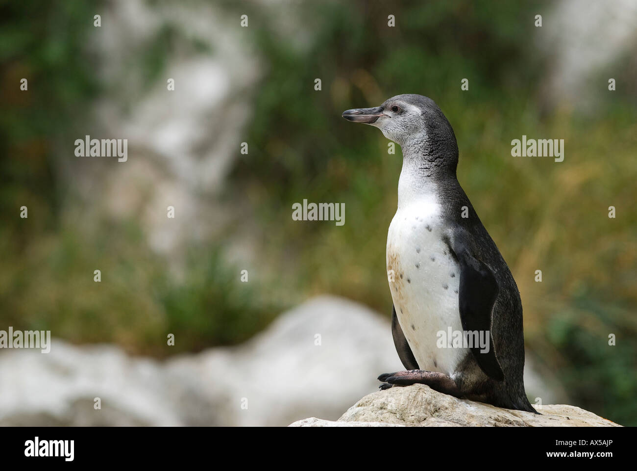 I pinguini Jackass, Speniscus demersus Foto Stock