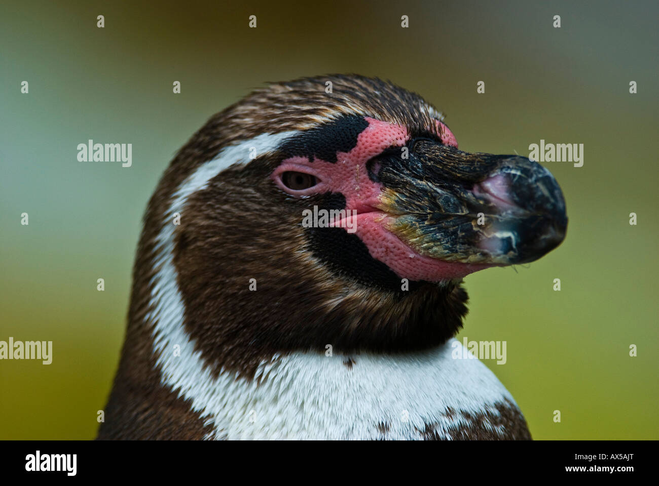 Jackass Penguin ritratto, Speniscus demersus Foto Stock