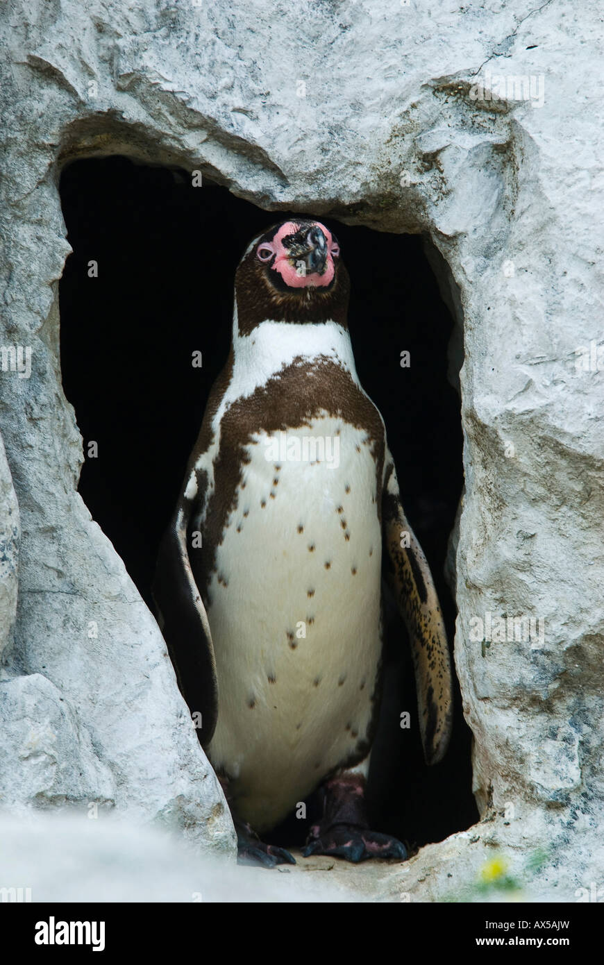 Jackass Penguin nella grotta di nesting, Speniscus demersus Foto Stock