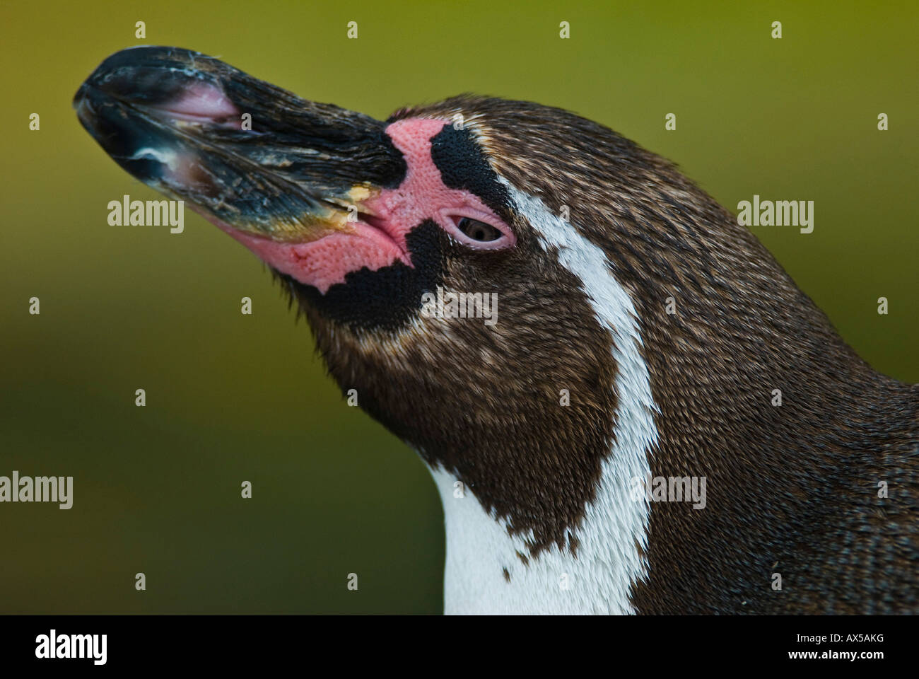 I pinguini Jackass ritratto, Speniscus demersus Foto Stock