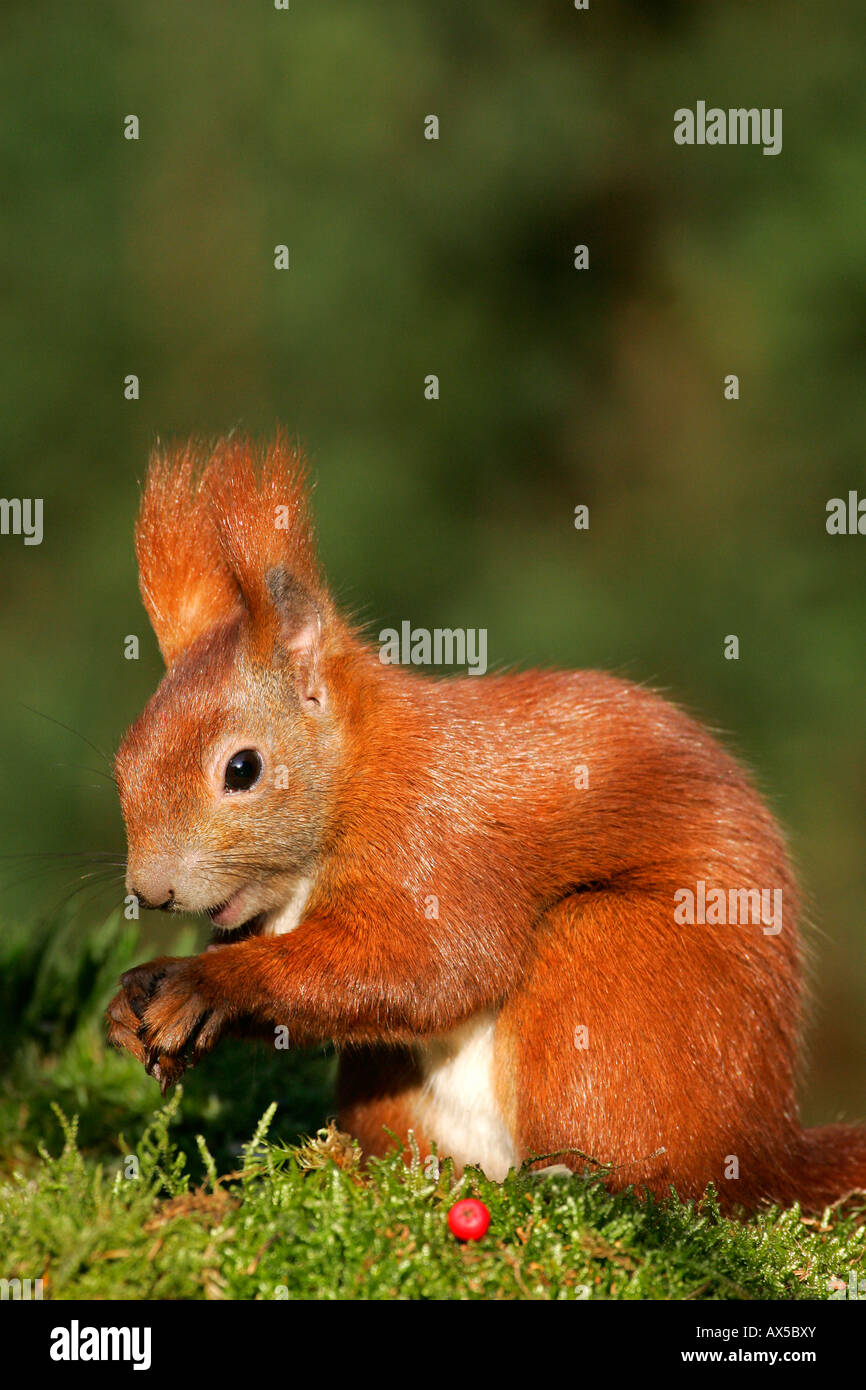 Unione scoiattolo rosso ( Sciurus vulgaris) Foto Stock