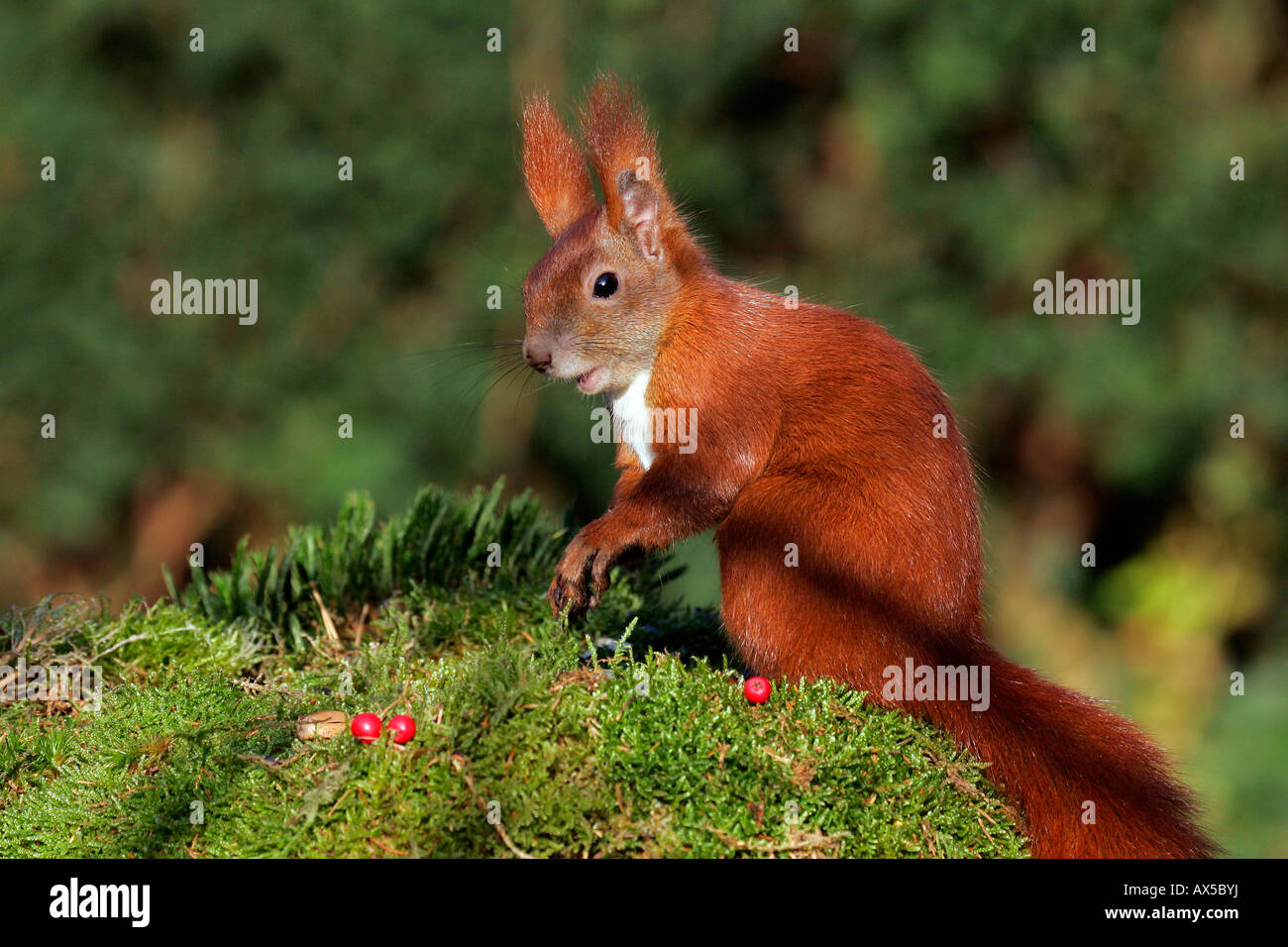 Unione scoiattolo rosso ( Sciurus vulgaris) Foto Stock