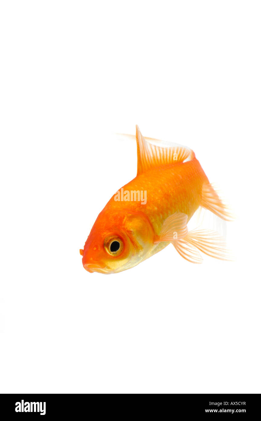Goldfish (Carassius auratus) Foto Stock