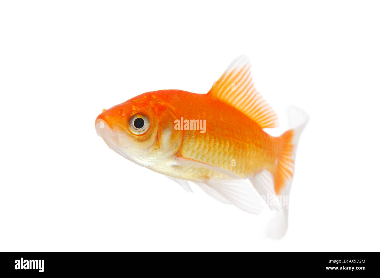 Goldfish (Carassius auratus) Foto Stock