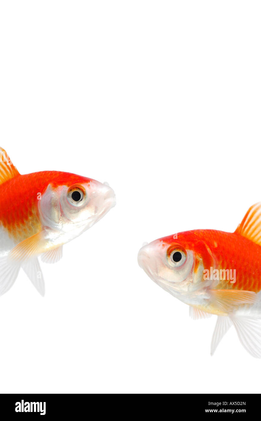 Goldfishes (Carassius auratus) Foto Stock