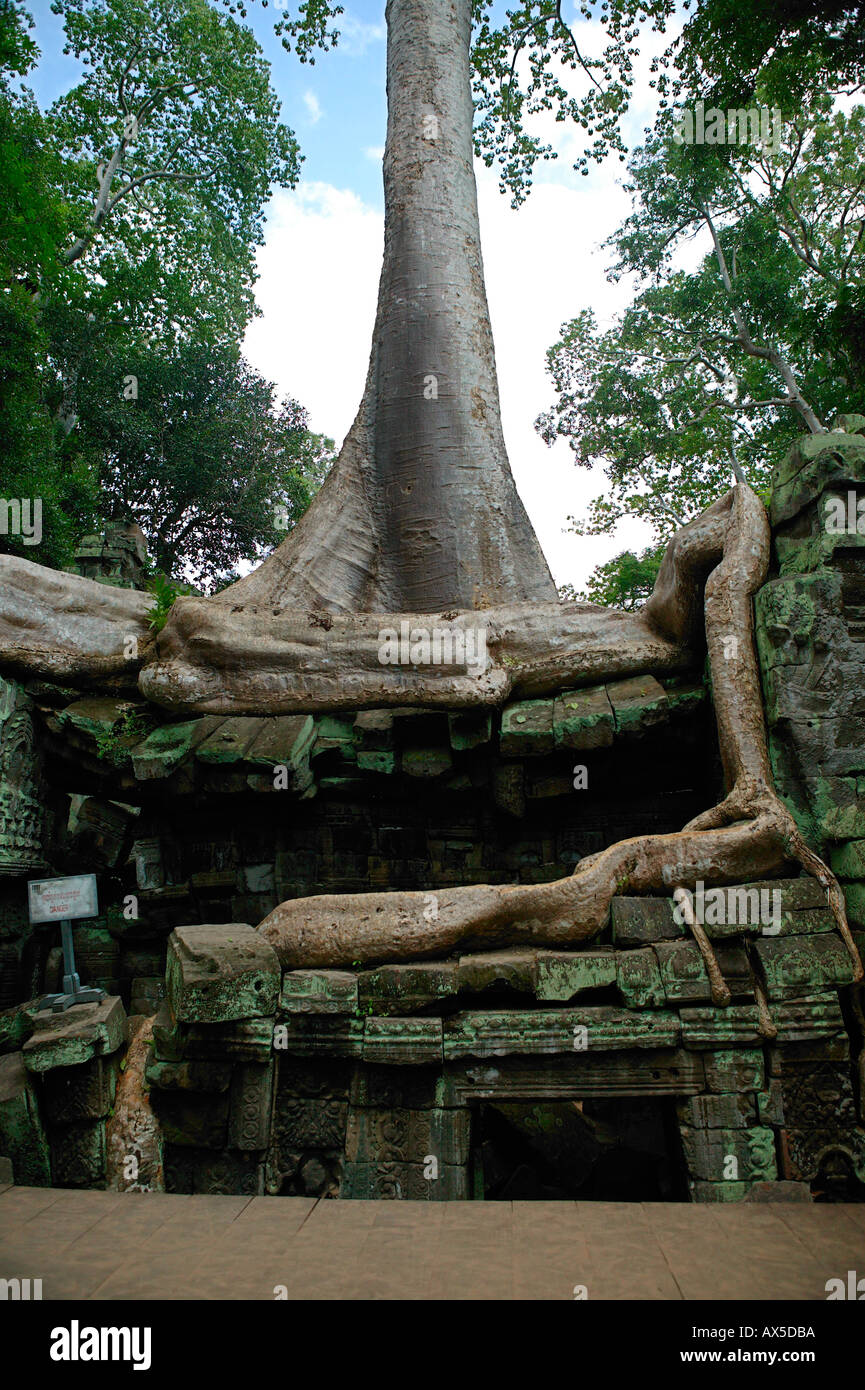 Ta Phrom Jungle Tempio templi di Angkor Siem Reap Cambogia Asia Foto Stock