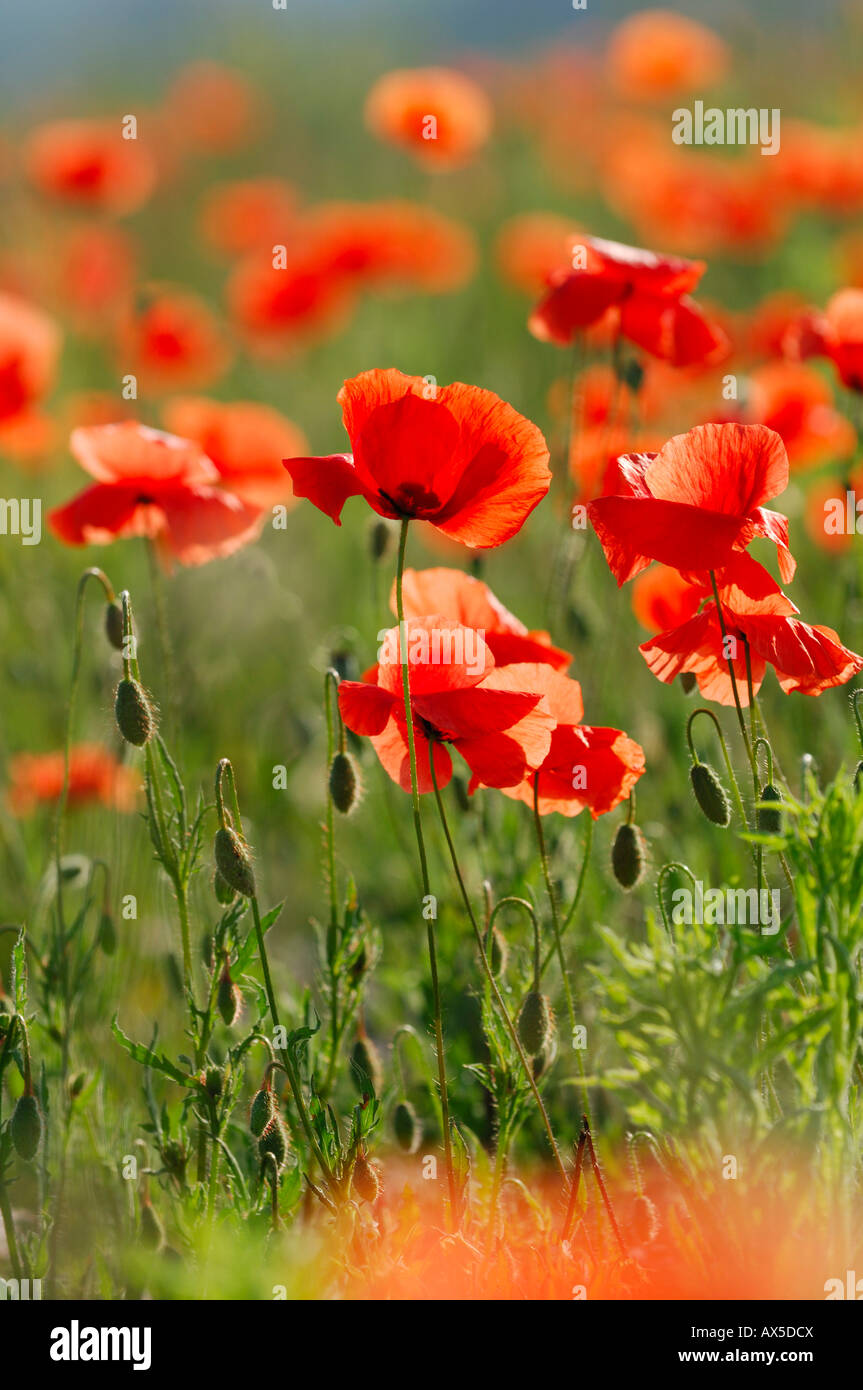 Semi Di Papavero Rosso Americano Legion – Papaver Rhoeas – 5.000 Semi OVM Seeds - copertina