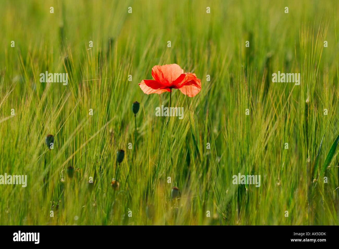 Rosso papavero (Papaver rhoeas) che cresce in un campo di orzo Foto Stock