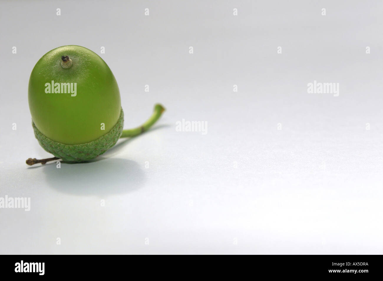 Piccolo verde acorn Foto Stock