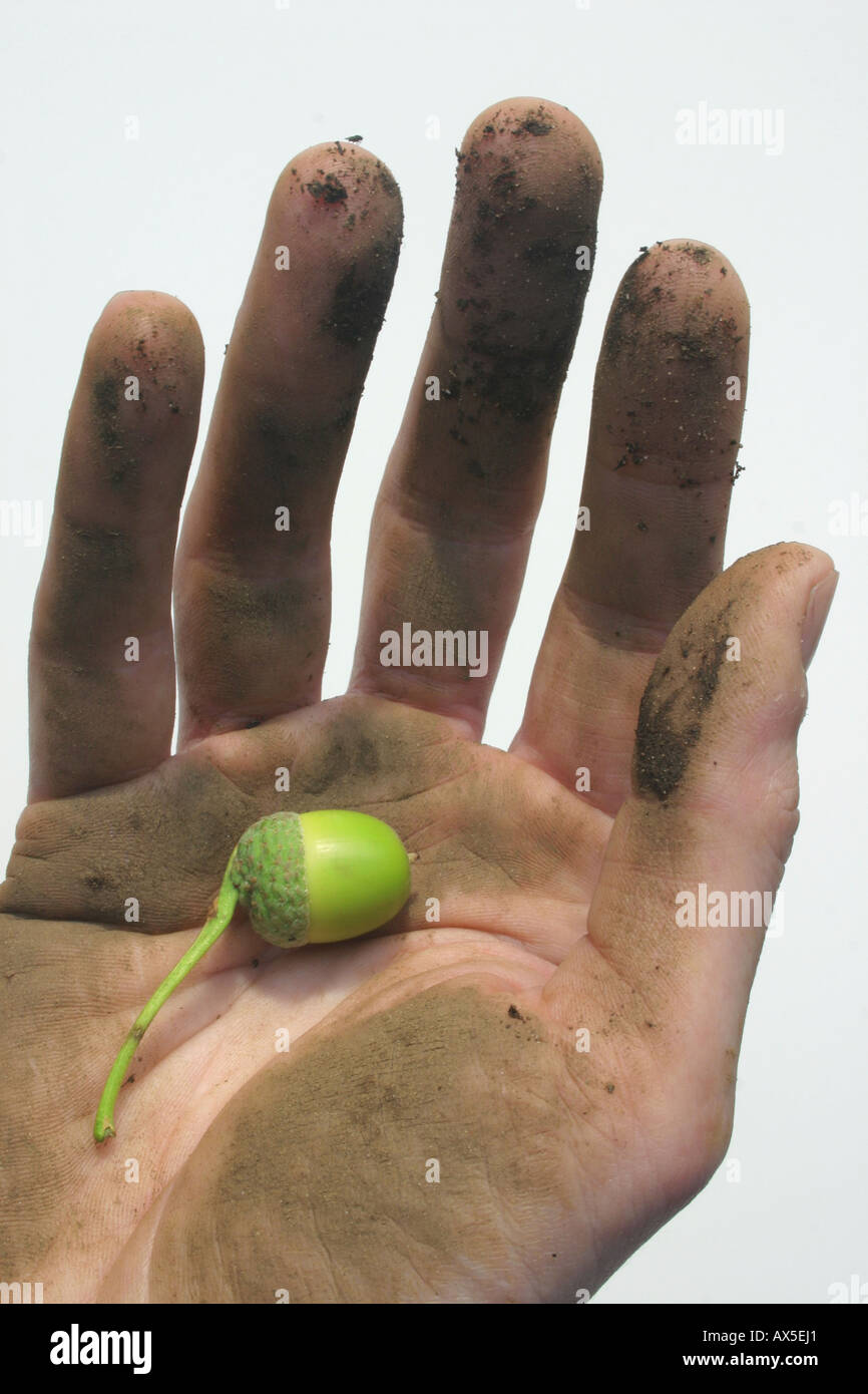 Piccolo acorn nel palmo di un giardiniere la mano Foto Stock