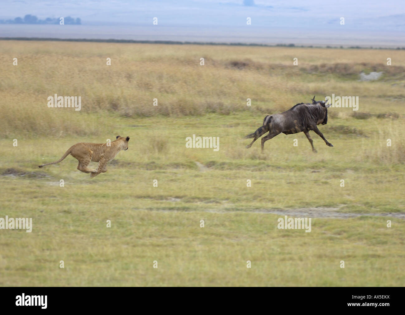 Lion (Panthera leo) mattina caccia, leonessa inseguono a gnu, il cratere di Ngorongoro, Tanzania Foto Stock