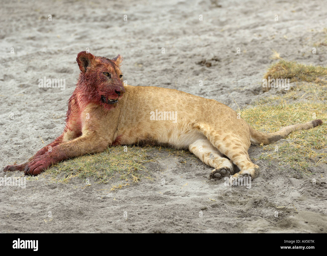 Lion (Panthera leo) mattina caccia, sangue cosparse lion riposo dopo il feed del cratere di Ngorongoro, Tanzania Foto Stock