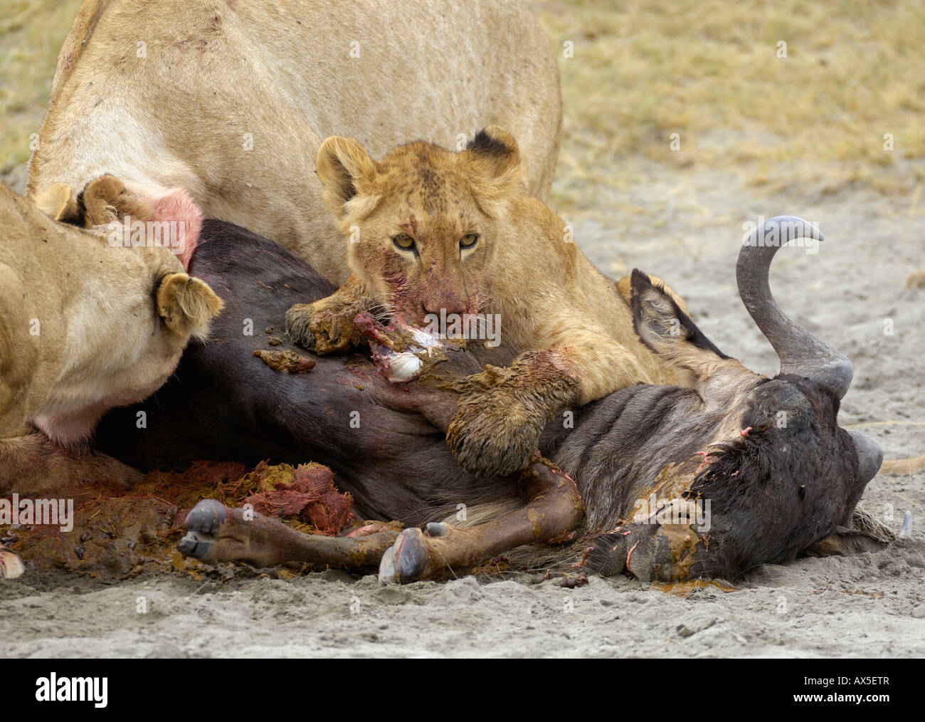 Lion (Panthera leo) mattina caccia, giovane leonessa accanto a uccidere, il cratere di Ngorongoro, Tanzania Foto Stock