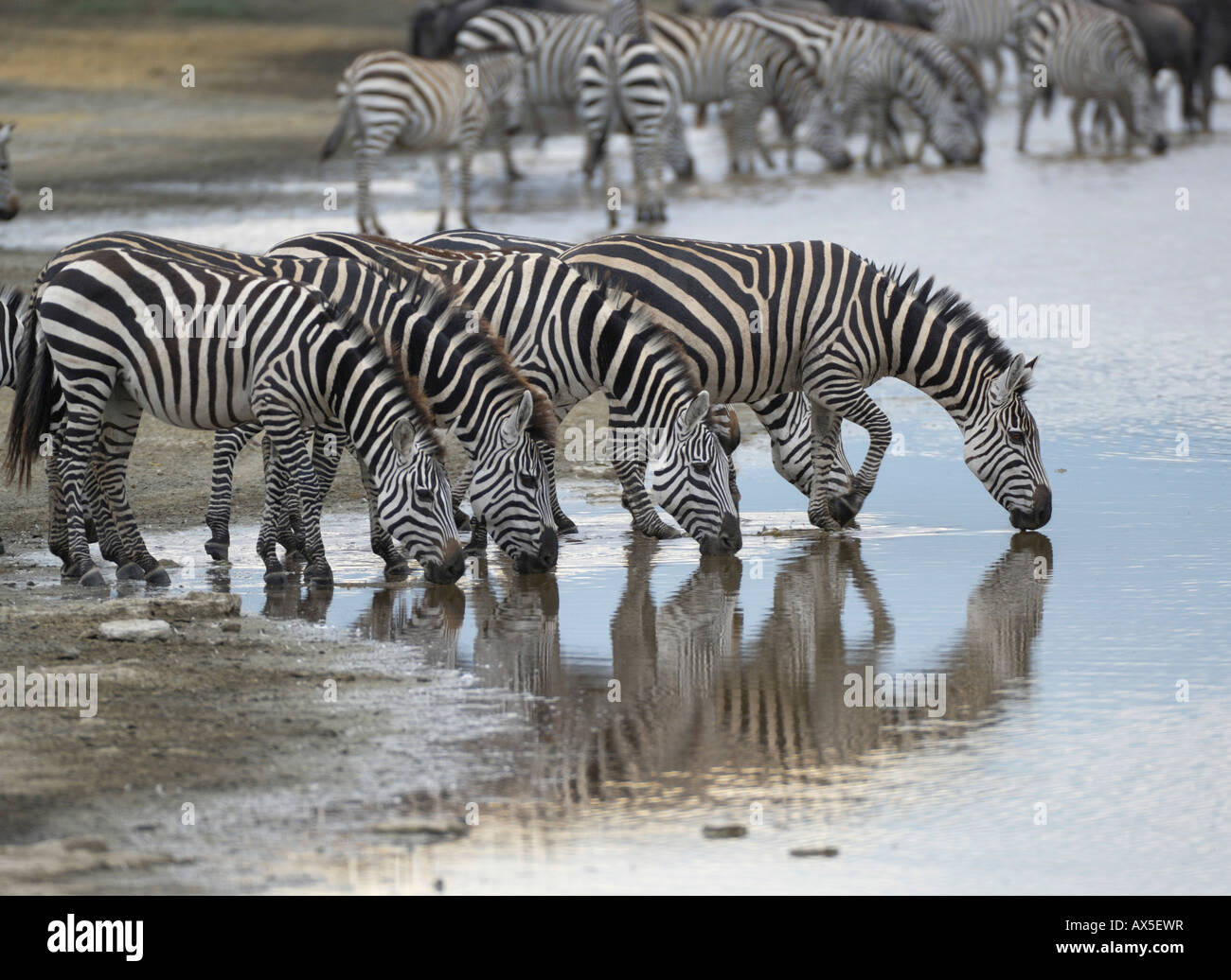 Zebra, Pianura Zebra, Boehmzebra, (Equus quagga boehmi), bere zebra mandria nella luce del mattino, il cratere di Ngorongoro, Tanzania Foto Stock