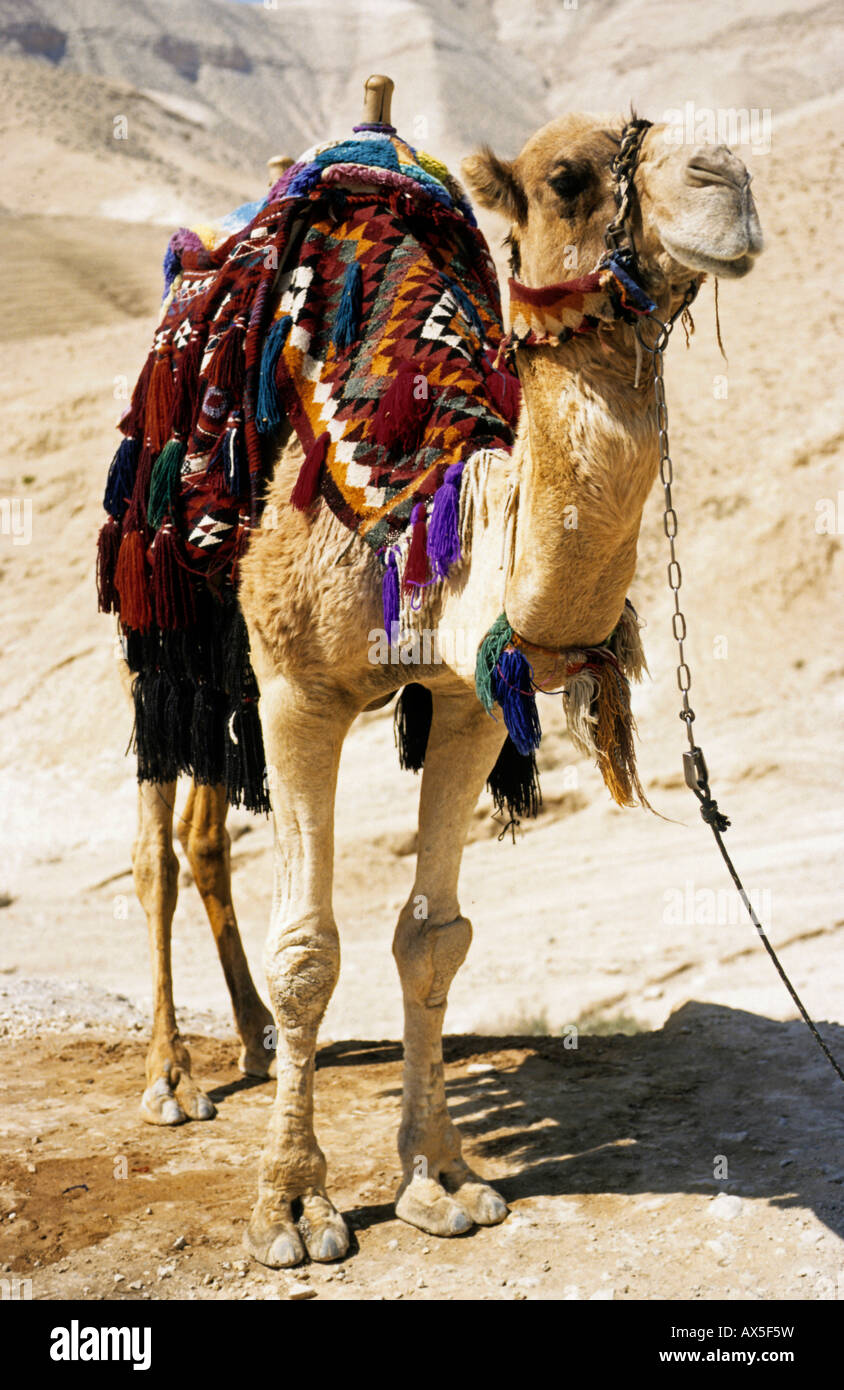 Il cammello, Camel ferus bactrianus, deserto del Negev, Israele Foto Stock