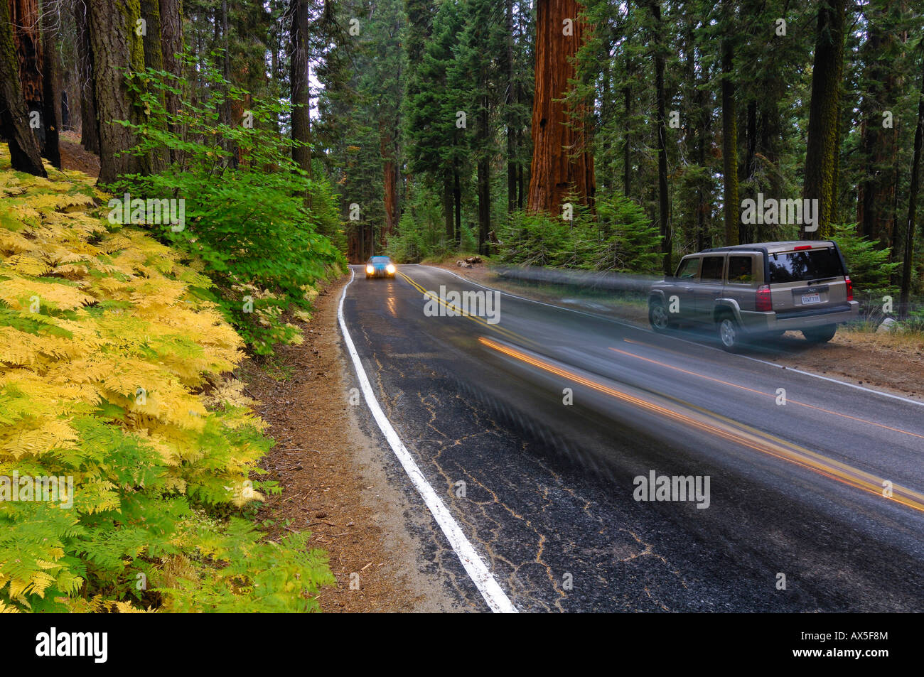 La guida di auto e SUV parcheggiata, strette autostrada passando attraverso il Parco Nazionale di Sequoia, CALIFORNIA, STATI UNITI D'AMERICA Foto Stock