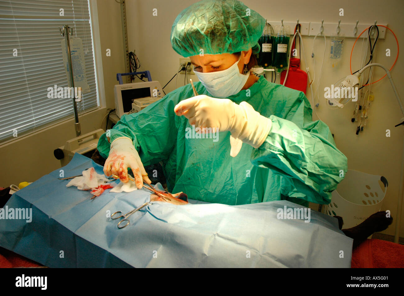 Emergency DVM veterinario chirurgia di funzionamento sulla famiglia grande cane che è stato ferito in auto femminile medico veterinario cane recuperato dalla con le ossa rotte Foto Stock