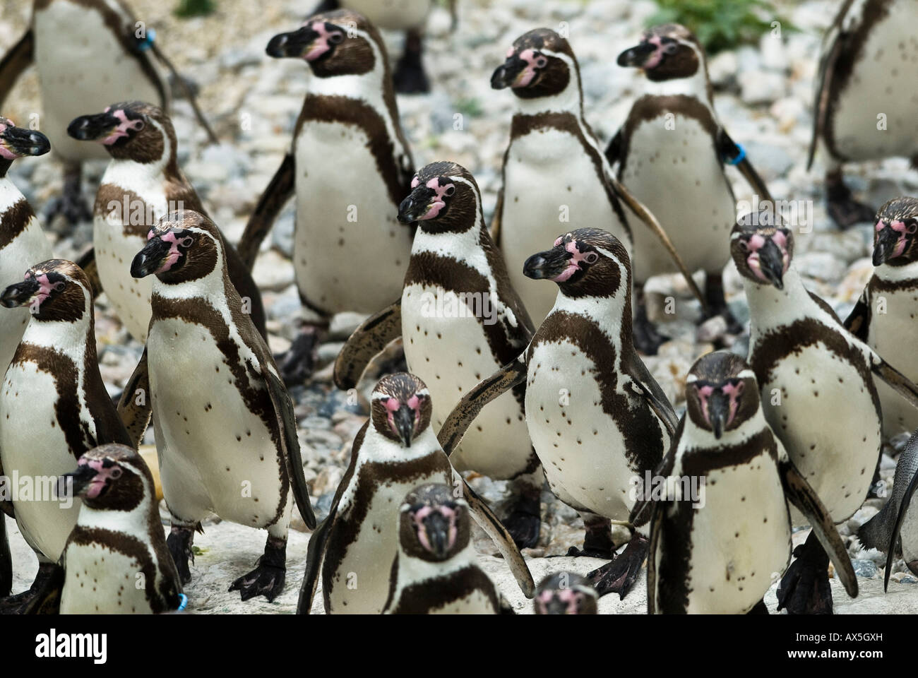 Gruppo di pinguini Jackass, Speniscus demersus Foto Stock