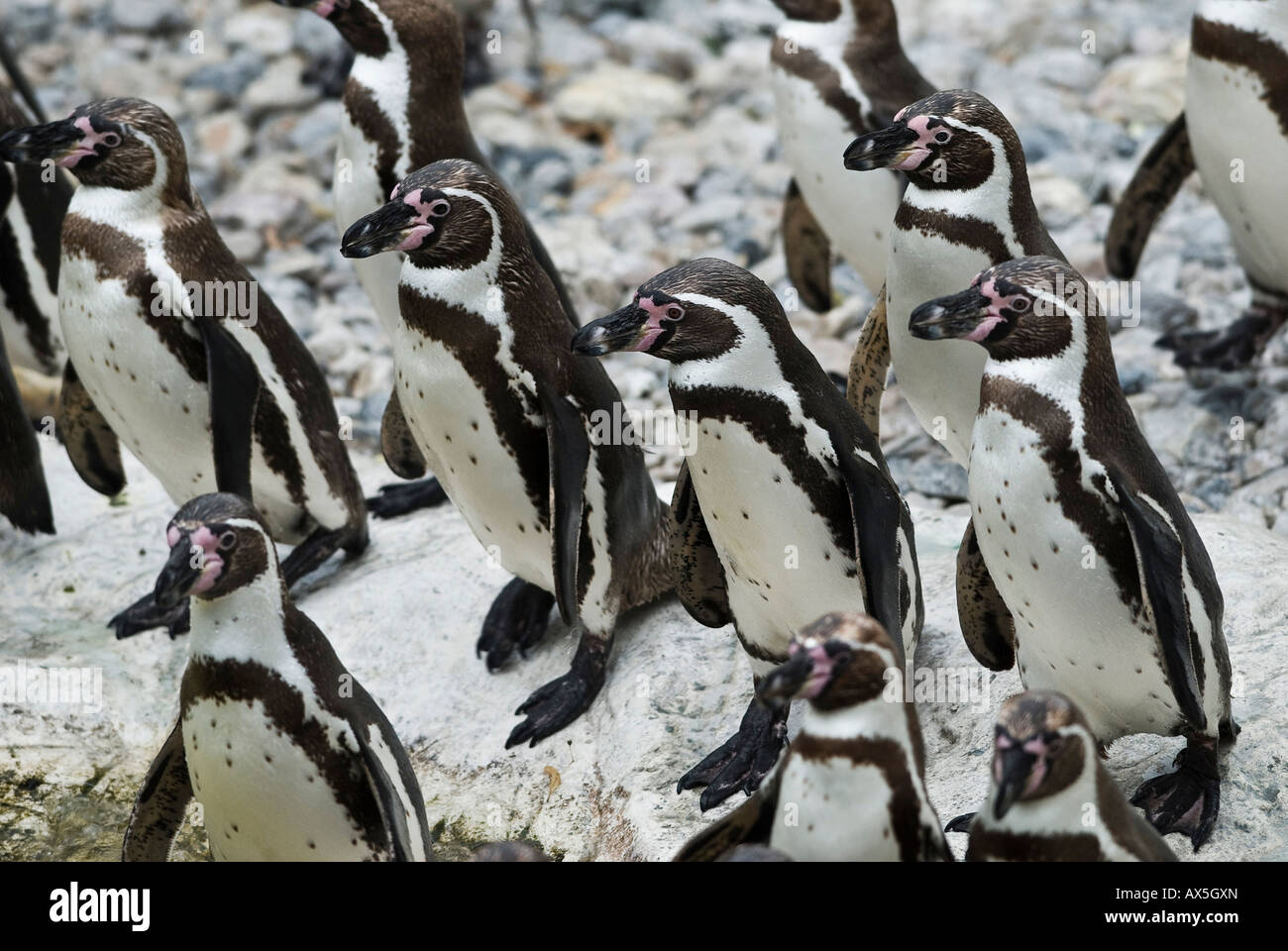 Groupe di pinguini Jackass, Speniscus demersus Foto Stock