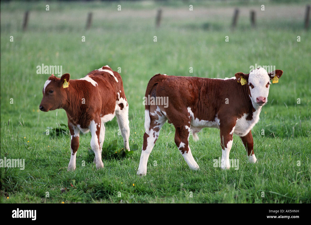 Due colorate di rosso vitelli (Bovidi) su un pascolo Foto Stock
