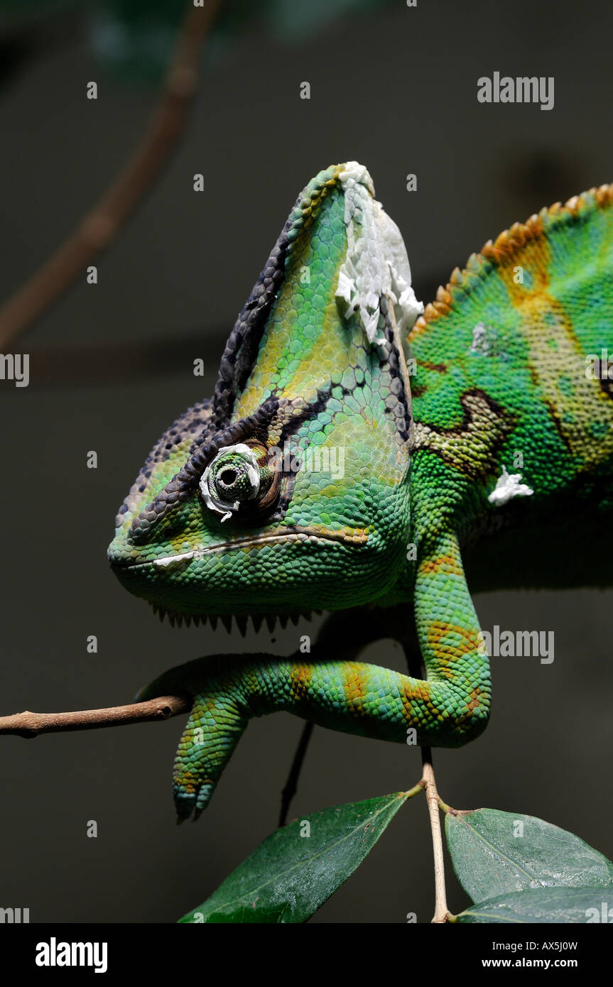 Camaleonte velato o Yemen Chameleon (Chamaeleo calyptratus) Foto Stock