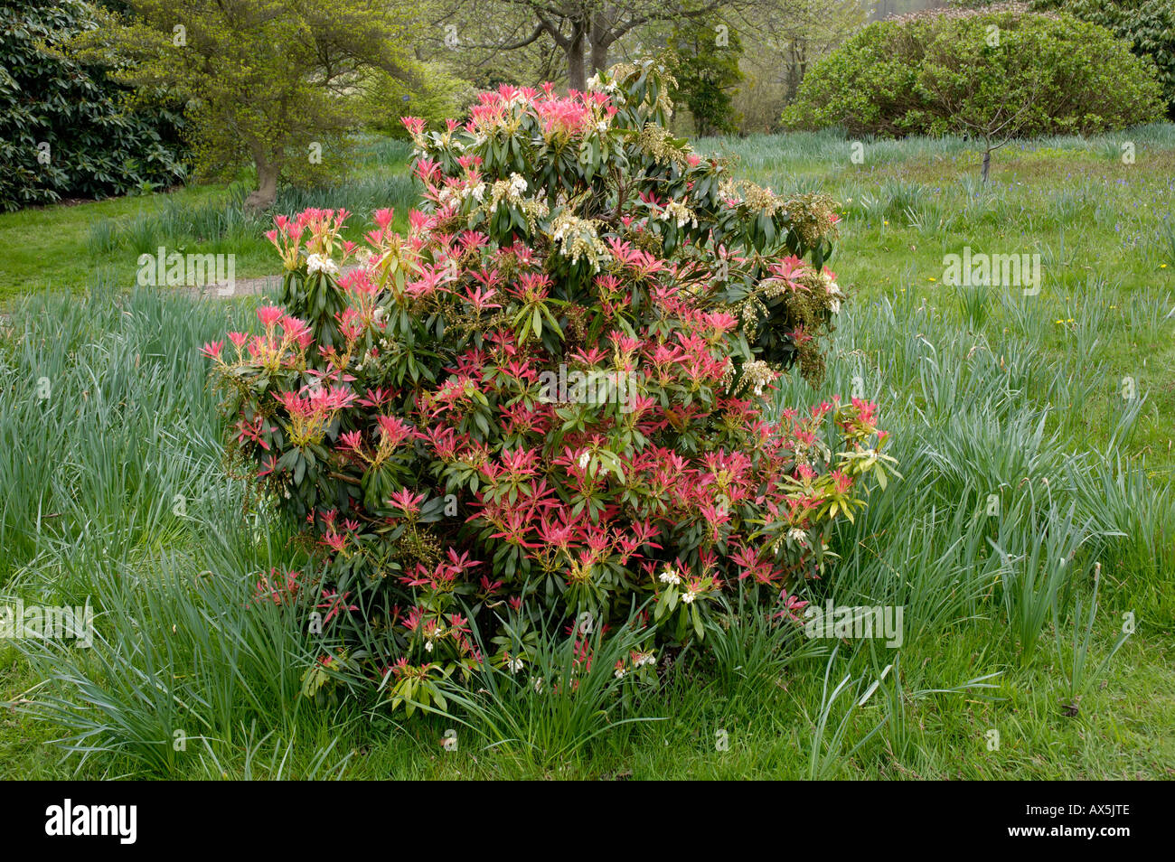 Sarcococca giapponese / Lily-di-il-Valley-Bush Foto Stock