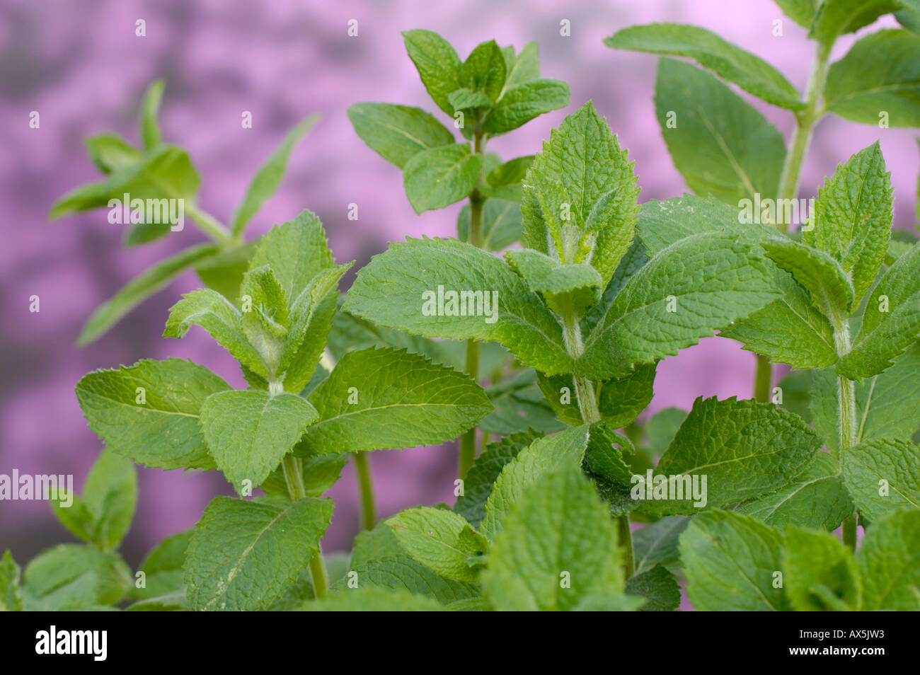 Menta a foglie rotonde immagini e fotografie stock ad alta risoluzione -  Alamy
