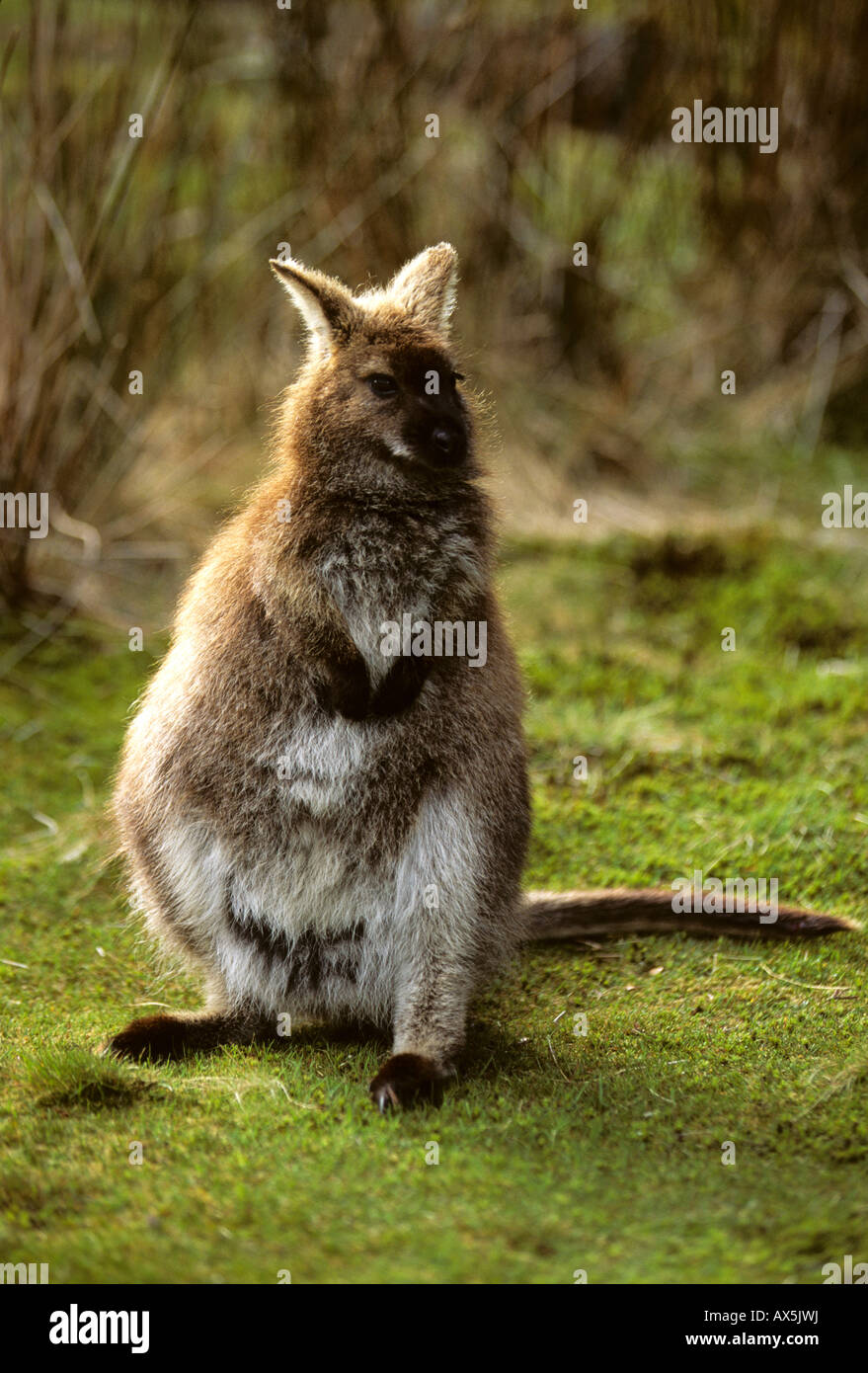 Tammar Wallaby o Dama Wallaby (Macropus eugenii), Tasmania, Australia Foto Stock