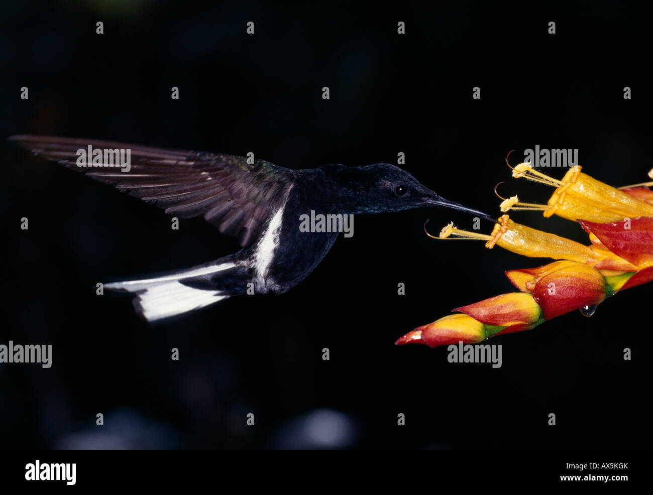 Nero hummingbird giacobina (Florisuga fusca) vicino a Santa Teresa, Espírito Santo Membro, Brasile, Sud America Foto Stock