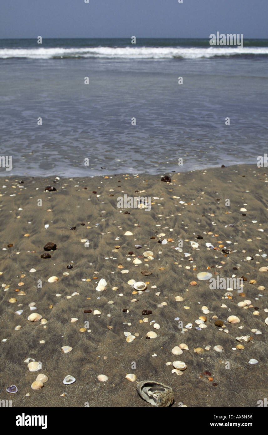 Il Gambia. Conchiglie di mare sulla spiaggia. Foto Stock