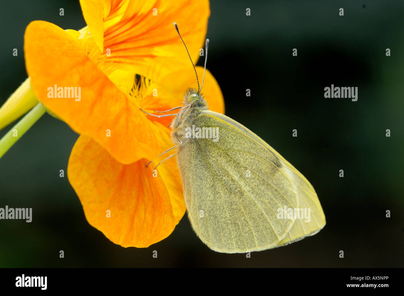 Piccola farfalla bianca (Sarcococca rapae) arroccato su un giardino Nasturtium o crescione indiano (Tropaeolum majus) foglie, Nord Tirolo, Austr Foto Stock