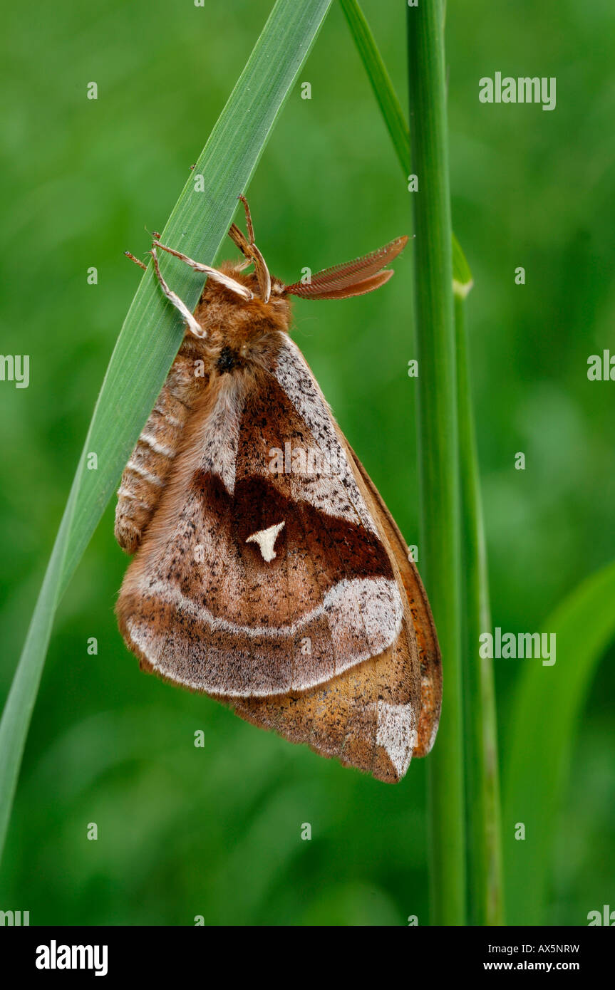 Maschio Imperatore Tau butterfly (Aglia tau) arroccato su una lama di erba, Nord Tirolo, Austria, Europa Foto Stock