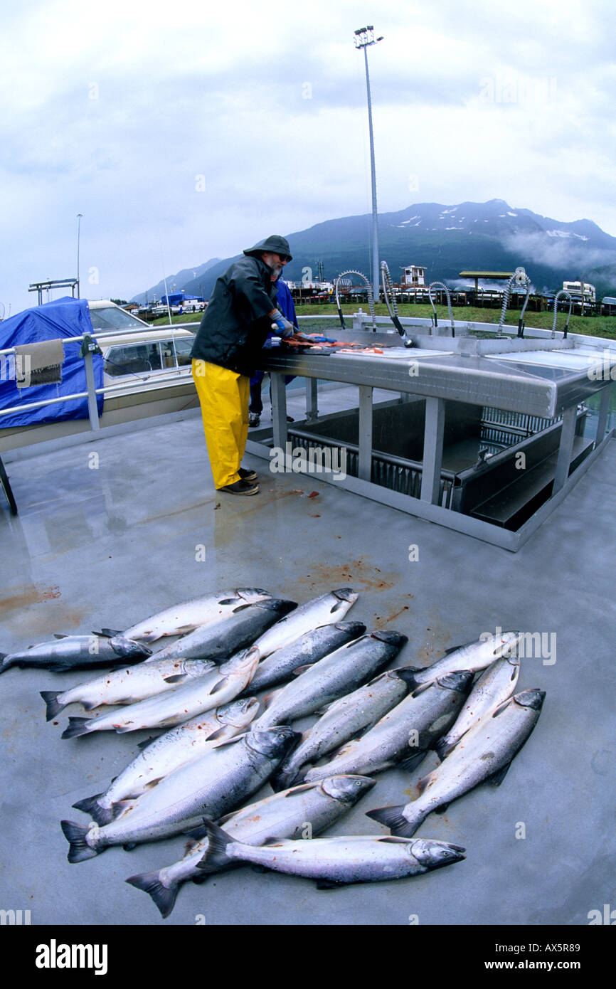 https://c8.alamy.com/compit/ax5r89/charter-di-pesca-pulizia-del-pesce-in-valdez-alaska-usa-ax5r89.jpg