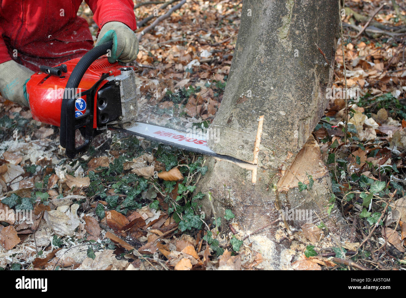 Il taglio di un albero in una foresta utilizzando una motosega Foto Stock