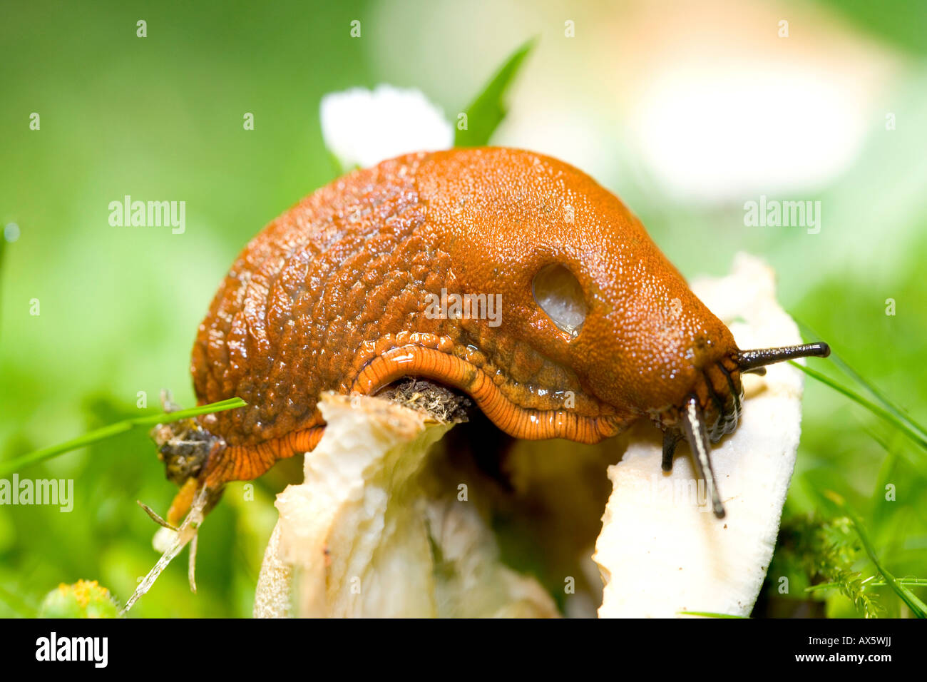 Slug (Gastropoda) scivolando su una vista parzialmente mangiato funghi Foto Stock