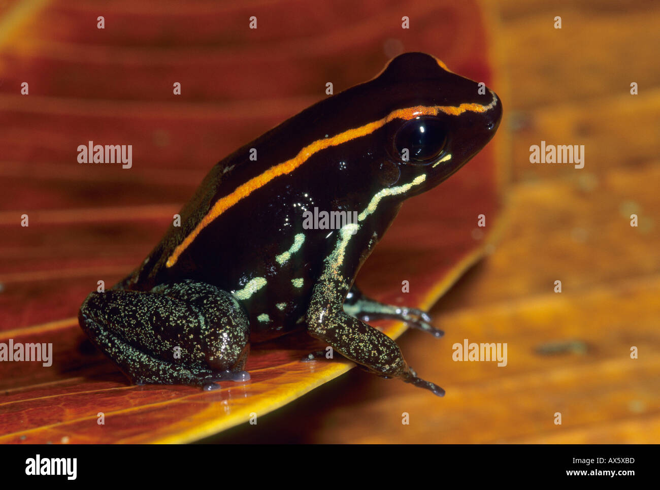 Poison Dart Frog (Phyllobates vittatus) endemiche, Parco Nazionale di Corcovado, Costa Rica. Selvatica Foto Stock
