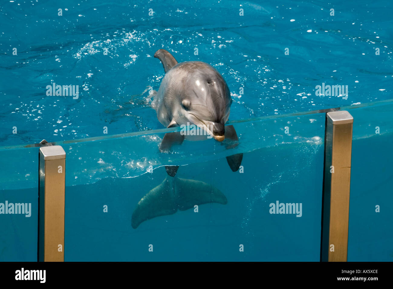 Il tursiope o delfino maggiore, al Sea World di San Diego in California, Stati Uniti d'America Foto Stock