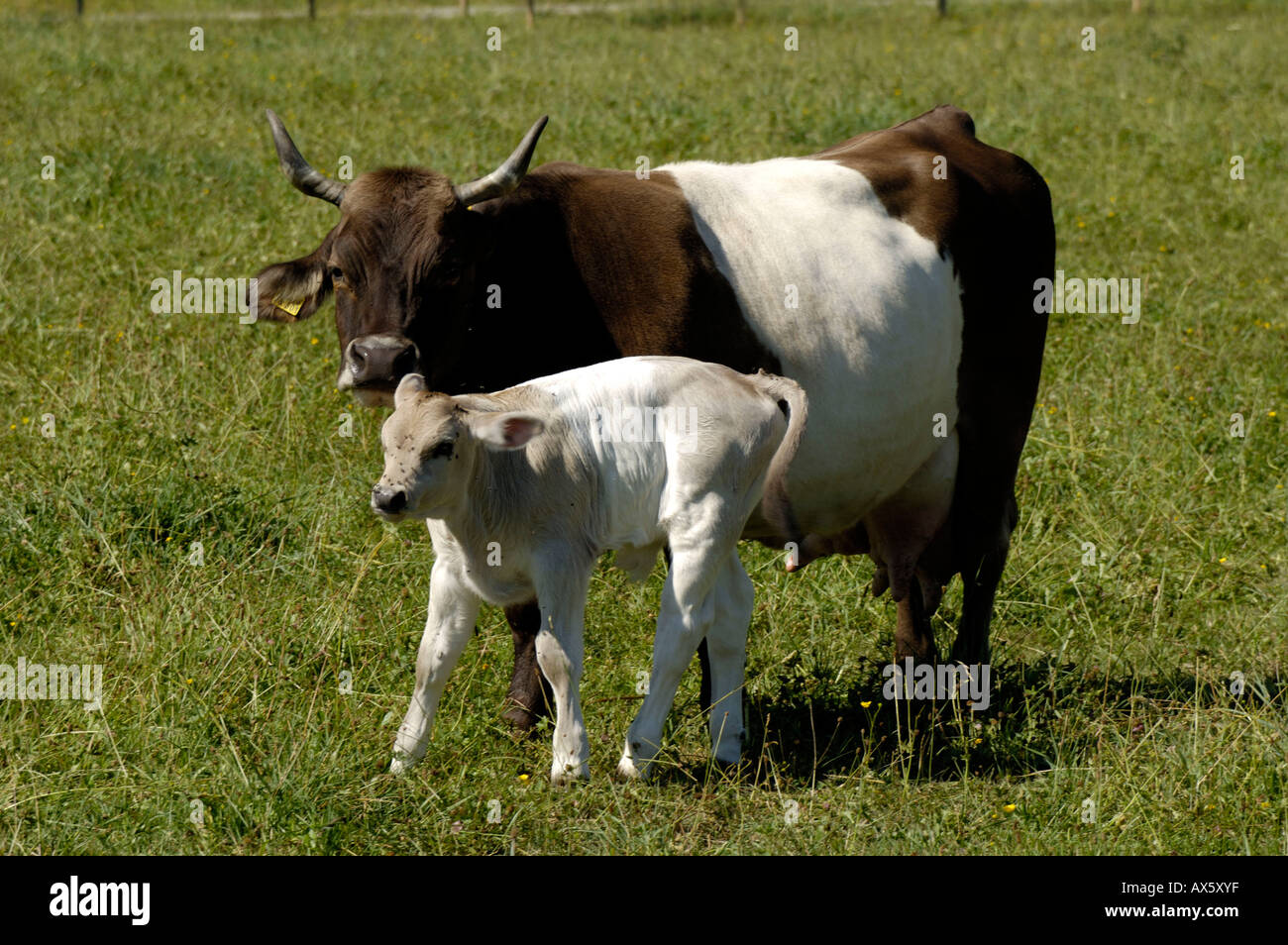 Allgäuer Razza Braunvieh originale Foto Stock