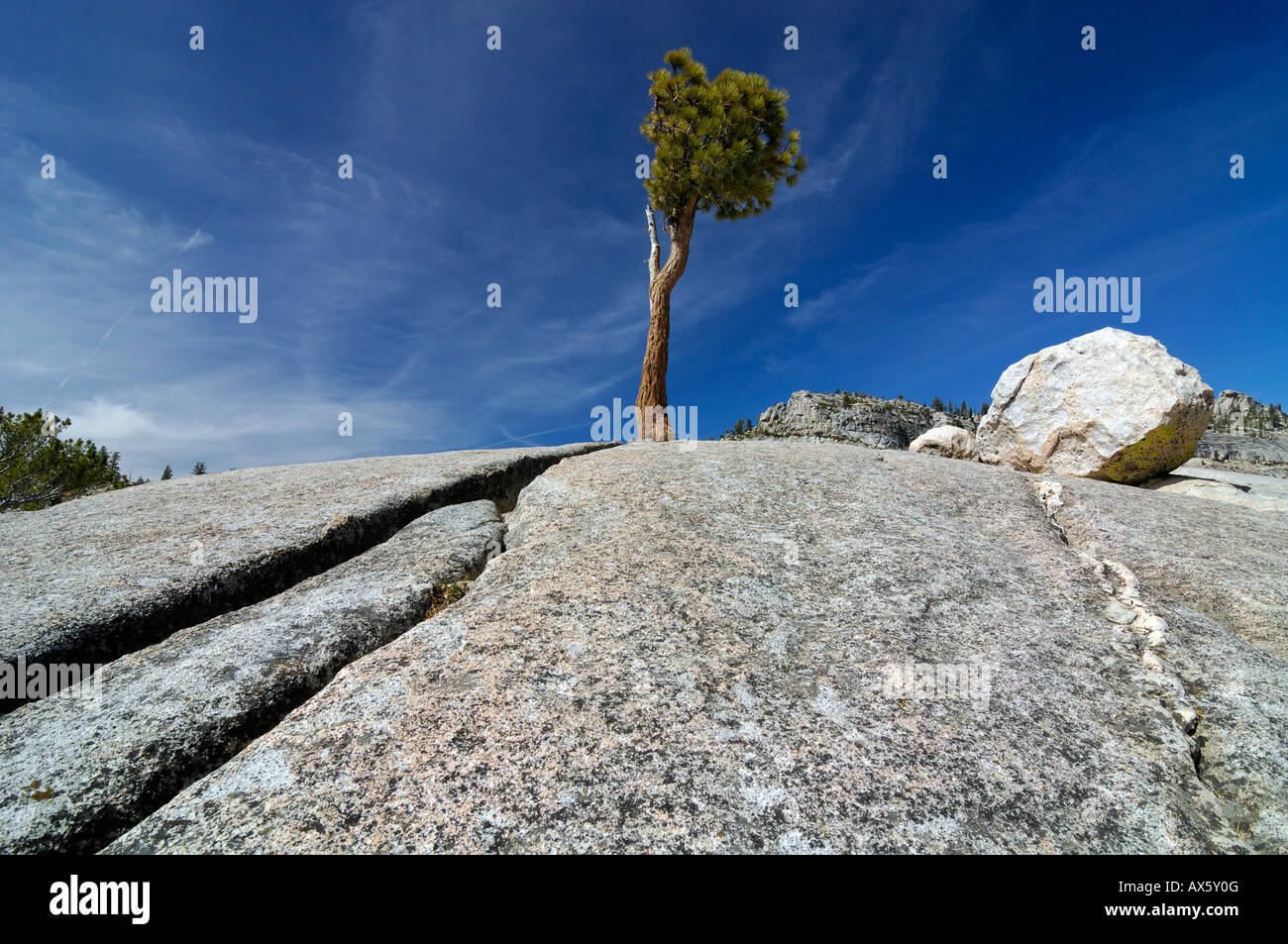 Bristlecone Lone Pine (Pinus longaeva) crescente tra le rocce di granito in Olmsted Point, Yosemite National Park, California, Stati Uniti d'America Foto Stock