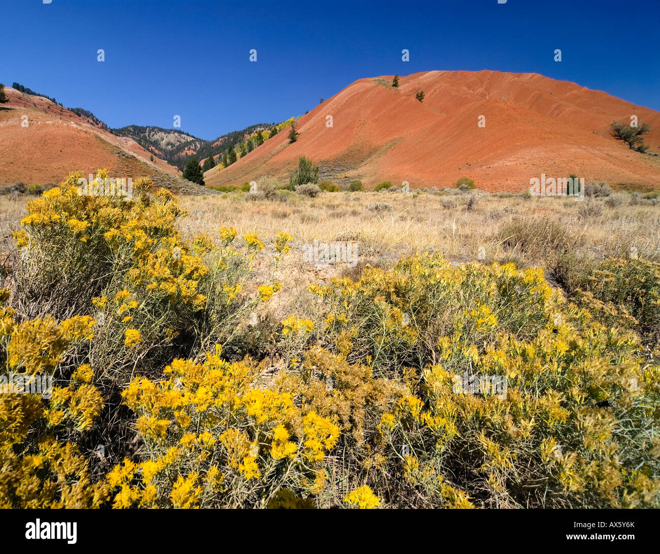 Aride colline rosse e prateria fiori in primo piano, maggiore ecosistema di Yellowstone, Wyoming USA, America del Nord Foto Stock