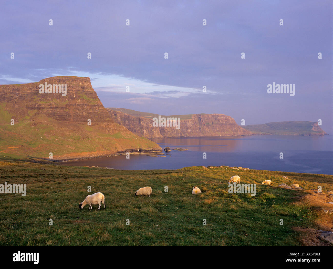 Sheep and Waterstein Head in the background, Neist Point, Isle of Skye, Scotland, UK, Europe Foto Stock